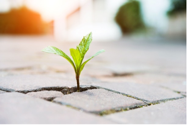 Plant sprouting from between a crack in cement.
